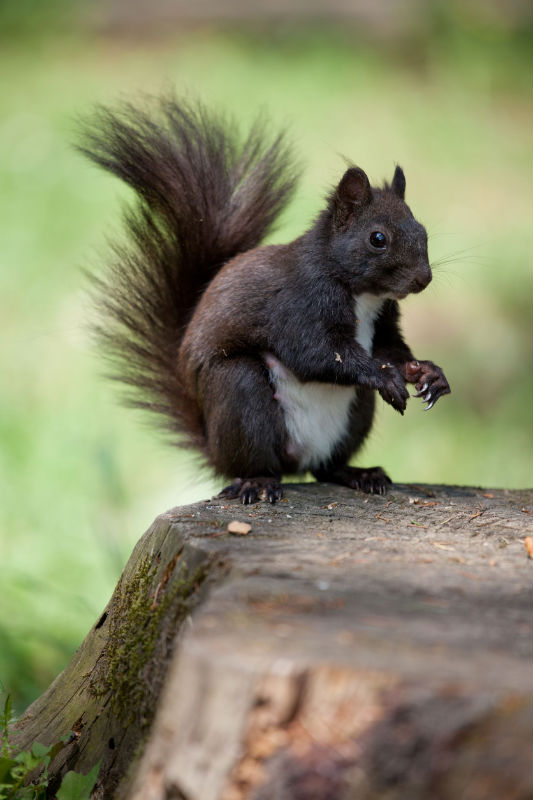 Doing An Effective Skunk Removal In Dublin OH