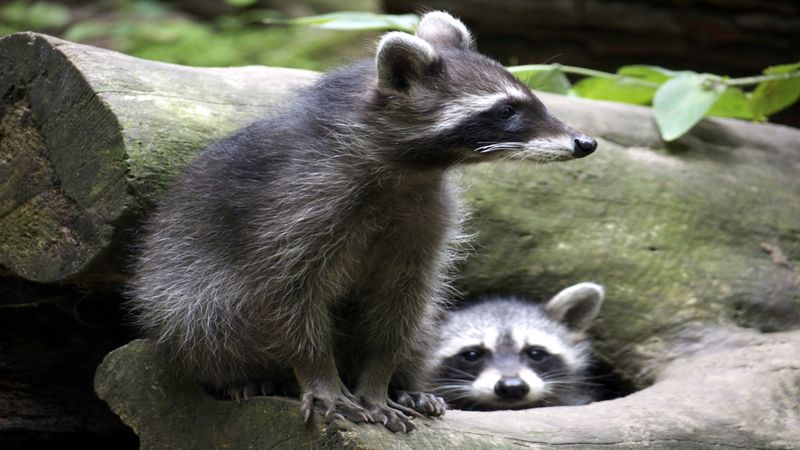 Reasons to Call Animal Control in Dublin, OH to Remove Nuisance Wildlife