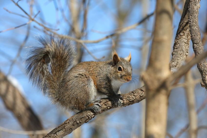 Why Hire a Pro for Squirrel Removal in Dublin, OH