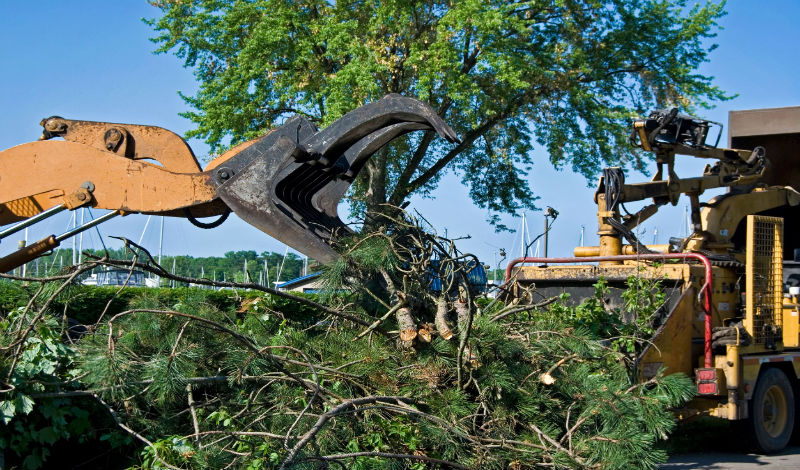 A Tree Service in Fort Myers FL Will Help You Take Care Of Your Trees