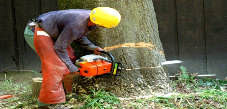 Stump Grinding Services Middleburg FL Have Much To Offer Homeowners