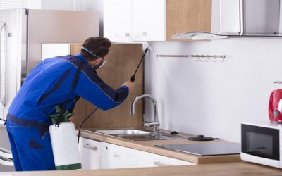 Pest Control Company McKinney TX: Your Solution for a Bug-Free Home